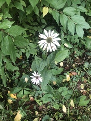 Echinacea purpurea