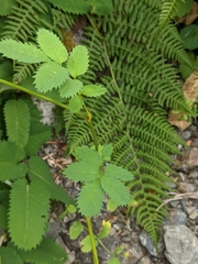 Sanguisorba stipulata