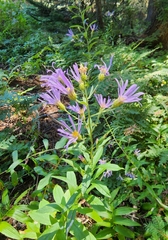 Eucephalus ledophyllus