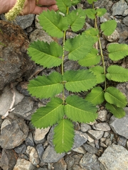 Sanguisorba stipulata