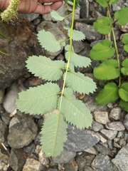 Sanguisorba stipulata