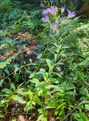 Eucephalus ledophyllus