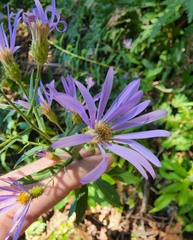 Eucephalus ledophyllus