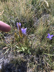 Gentianopsis