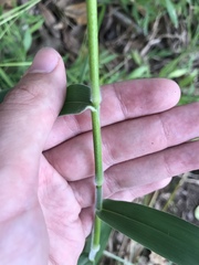Dichanthelium scoparium