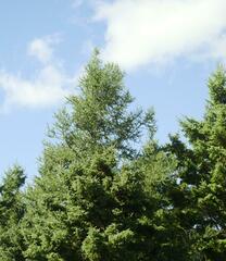 Larix laricina