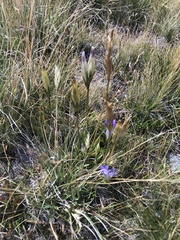 Gentianopsis