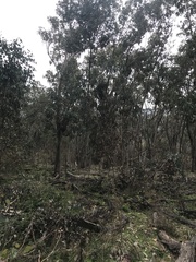 Eucalyptus albens