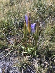Gentianopsis