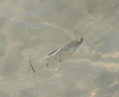 Cyprinodon variegatus