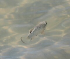 Cyprinodon variegatus