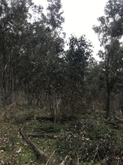 Eucalyptus albens
