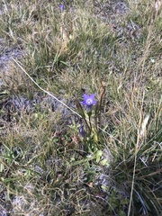 Gentianopsis