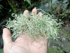 Ramalina celastri