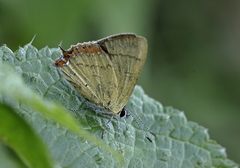 Heliophorus