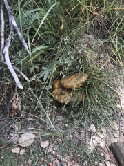 Suillus pseudobrevipes