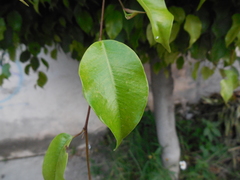 Ficus
