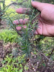 Olearia glutinosa