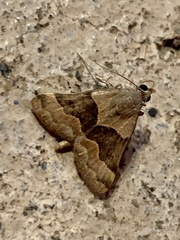 Hemeroplanis incusalis