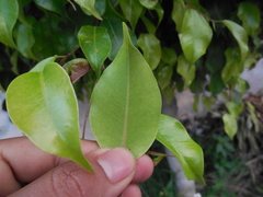 Ficus