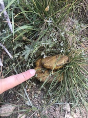 Suillus pseudobrevipes