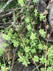 Galium murale