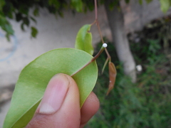 Ficus