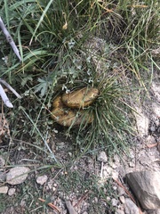 Suillus pseudobrevipes