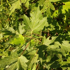 Acer saccharinum