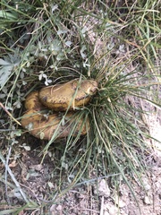 Suillus pseudobrevipes