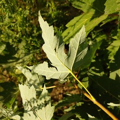 Acer saccharinum
