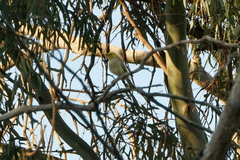 Ptilotula penicillata