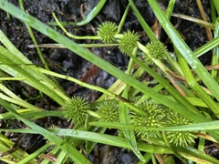 Sparganium emersum