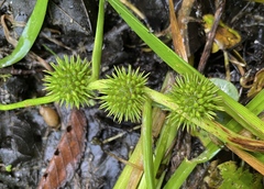 Sparganium emersum