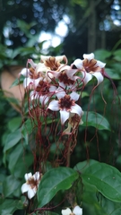 Strophanthus preussii