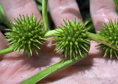 Sparganium emersum