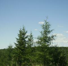 Larix laricina