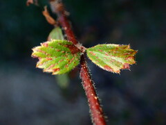 Cercocarpus betuloides
