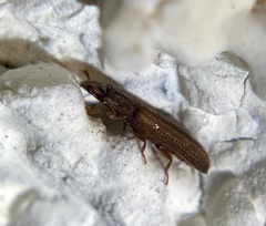 Bitoma sulcata