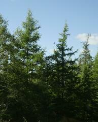 Larix laricina