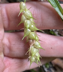 Carex tuckermanii