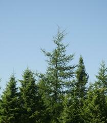Larix laricina