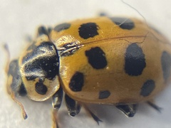 Hippodamia tredecimpunctata