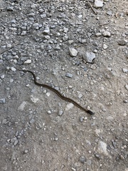 Thamnophis elegans terrestris