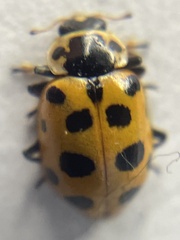 Hippodamia tredecimpunctata