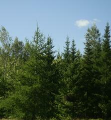 Larix laricina