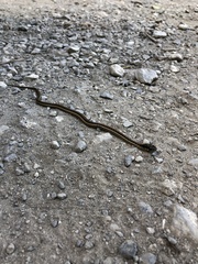 Thamnophis elegans terrestris