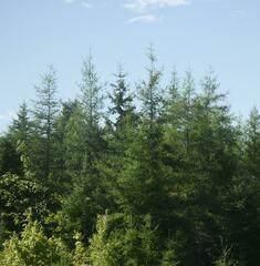 Larix laricina