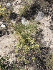 Angelica lineariloba