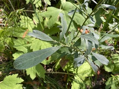 Salix scouleriana